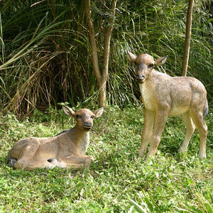Escultura de Ganso Realista de Resina de Alta Calidad, Decoración Artificial Elegante para Jardín o Parque al Aire Libre - Product Image 5