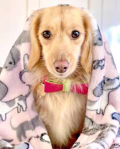 Pajarita para perro mascota de cuero de grano completo suave auténtica hecha a mano | Regalos de alta calidad para cachorros, niños y niñas, mascotas - Product Image 3