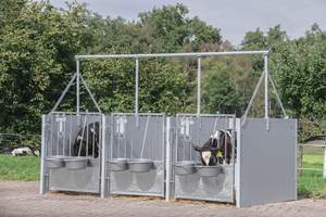 5-6주령 소를 위한 신형 농장 이중 송아지 우리, 열침지 도금 강철 프레임 - Product Image 5