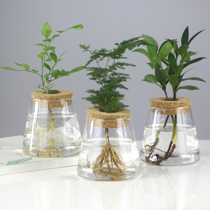 Glass Terrarium Plants Propagation Jar Planter