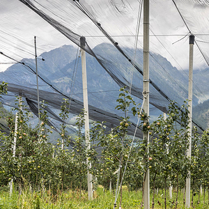 Chất lượng cao HDPE + UV thắt nút nho Việt Quất chim lưới nông nghiệp chống chim Net - Product Image 6