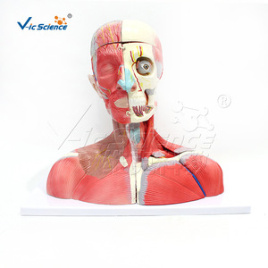 VIC159 Modèle des muscles, des vaisseaux sanguins, des nerfs et du cerveau de la tête et du cou : Structure des organes humains - Product Image 1