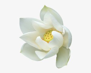 <b>Natural</b> White Lotus Absolute 100% Organic <b>Best</b> Lotus Absolute - Product Image 4