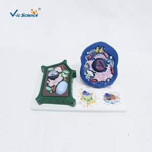 แบบจำลองเซลล์สัตว์และพืชที่ถอดประกอบได้; ตัวอย่างการสอนวิทยาศาสตร์ยอดนิยมเกี่ยวกับความแตกต่างของโครงสร้างสัตว์และพืช - Product Image 2