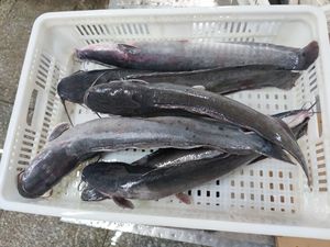 Vente en gros de poisson-chat congelé d'Egypte ferme Clarias Fuscus élevée de Chine - Product Image 4