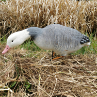Décoy de chasse réaliste en EVA souple pour l'extérieur, avec support et conception flottante en mousse