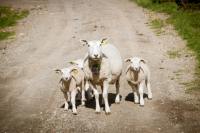 Étiquettes d'identification d'animal d'étiquette d'oreille de mouton de vache avec l'impression de numéro pour la gestion d'animal à grande échelle, enregistrement d'information animale
