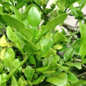 ใบมะนาวตากแห้งใบมะนาวไทย - Product Image 1