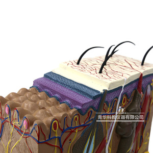 Modelo 3D ampliado de la estructura del tejido cutáneo, anatomía humana en capas, modelo anatómico, cirugía estética, cabello - Product Image 2