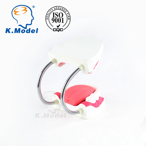 Modello di dente cura dentale modello 28 denti con spazzolino dimostrazione di pulizia orale e assistenza sanitaria assistenza orale medica - Product Image 5