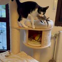 Jouet pour chat en fourrure de lapin fait main, jouet pour chat en fourrure de lapin et plumes, jouet coussin naturel pour chat