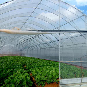 Película para Invernadero con 5 Años <span class=keywords><strong>de</strong></span> Garantía Anti-UV, 200 Micras, Difusora <span class=keywords><strong>de</strong></span> Luz y Anti-Goteo, Plástico Agrícola, <span class=keywords><strong>de</strong></span> Fábrica con 61 Años <span class=keywords><strong>de</strong></span> Experiencia - Product Image 1