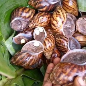 Invernadero <span class=keywords><strong>de</strong></span> túnel agrícola barato con sistema <span class=keywords><strong>de</strong></span> enfriamiento Pollo Caracol Cultivo Invernadero <span class=keywords><strong>de</strong></span> cría Comercial para la <span class=keywords><strong>venta</strong></span> - Product Image 3