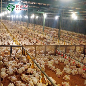 Được Thiết Kế Hoàn Chỉnh Kiểm Soát Gia Cầm Nhà Kho Thép Đúc Sẵn Kết Cấu Gà Nhà Mới Tự Động Trang Trại Xây Dựng Nhà Ở - Product Image 4