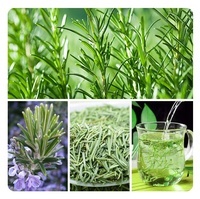 QC Prêt à Expédier Premium Épices au Romarin Séché Herbes Produits Approvisionnement d'usine Feuilles de Romarin Déshydratées
