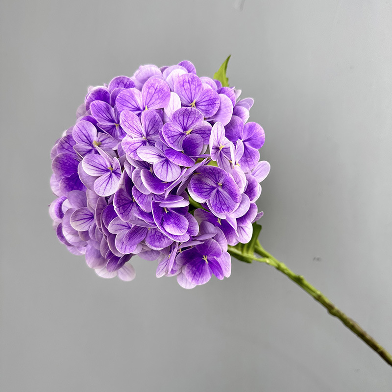 Pourpre