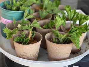 Pots de pépinière biodégradables en vrac |   Gobelets de plantation biologiques avec garantie de décomposition de 90 jours - Product Image 4