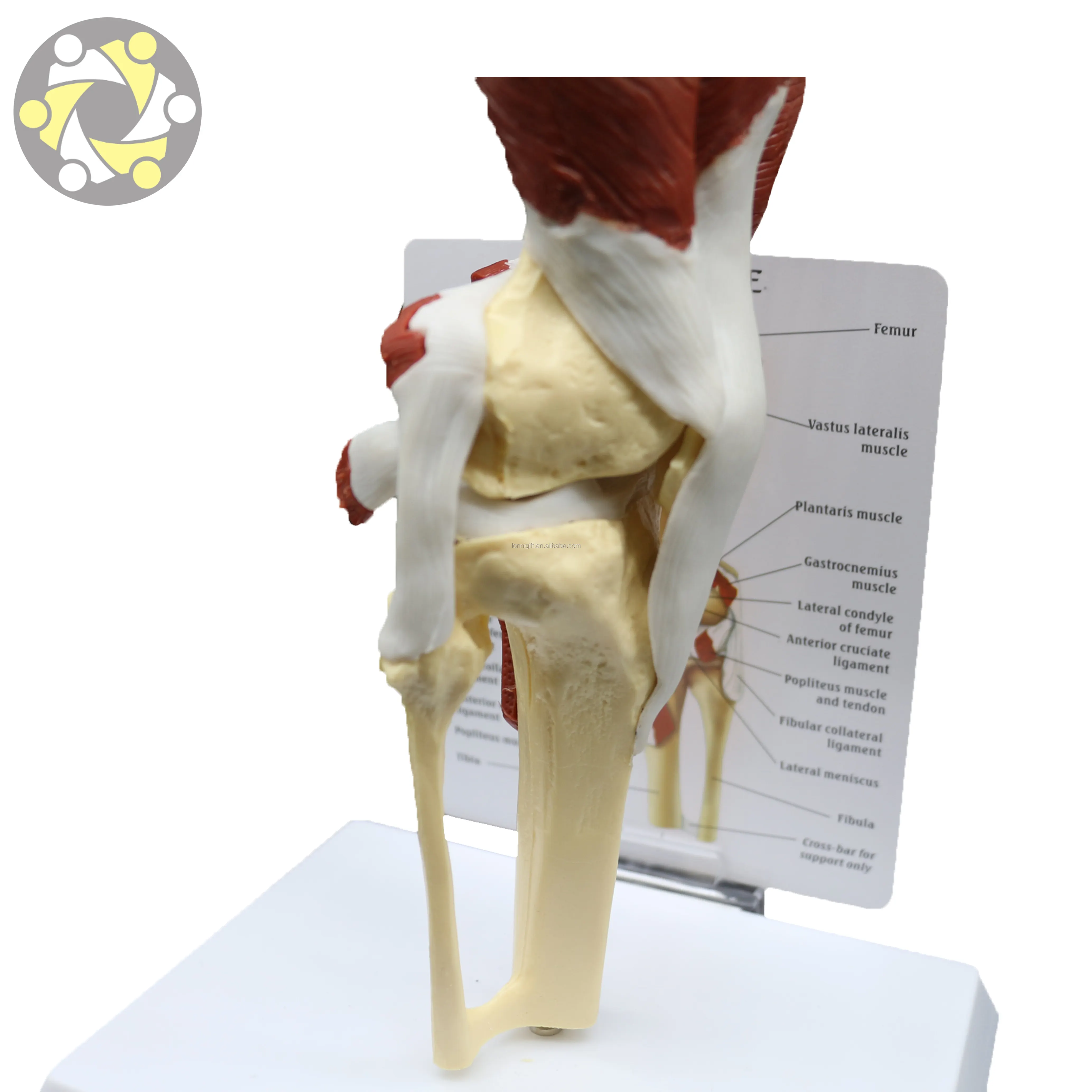 Human medical education model, knee joint bone model with muscular model