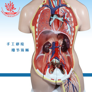 Modelo de torso humano, anatomía de adulto, sala de exposiciones para la enseñanza en la facultad de medicina, cadáver grande, 24 partes, hermafrodita, 86 cm - Product Image 3