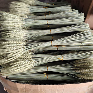 Vente flash : 50 <span class=keywords><strong>tiges</strong></span> de blé séché naturel - Décoration de table de mariage rustique, décoration de ferme, ornement de maison - Product Image 2