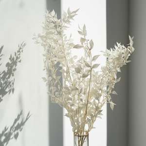 Ruscus Italiano Preservato, Fiore d'Argento Eterno, <span class=keywords><strong>Fiori</strong></span> di Ruscus Essiccati e Conservati - Product Image 4