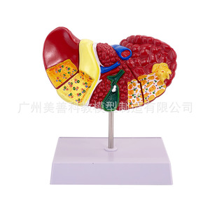 Modèle d'anatomie hépatique humaine pour simulation médicale, hilaire hépatique, vésicule biliaire, structure des voies biliaires, organe du système digestif - Product Image 1