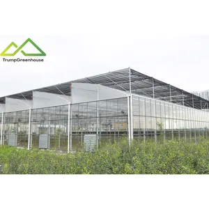 农用玻璃温室番茄养殖商业温室侧面和顶部通风
