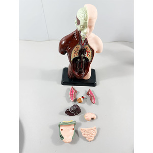 Modelo Anatómico MAXCARE MAC-L24, Modelo de Torso Humano Desmontable para Enseñanza de Anatomía Visceral, Órganos Anatómicos de PVC - Product Image 4