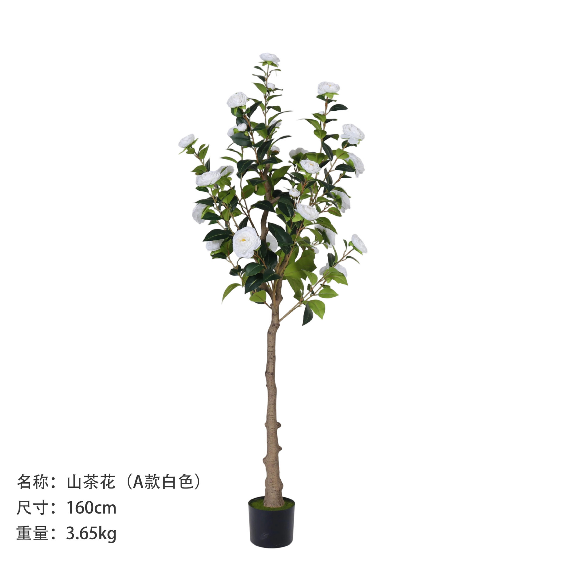 Camélia 160 cm (style A, blanc)