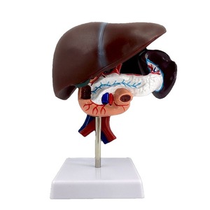 Modèle de simulation pédagogique du foie, de la vésicule biliaire, du pancréas et du duodénum ; modèle gastro-entérologique du foie, du pancréas - Product Image 1