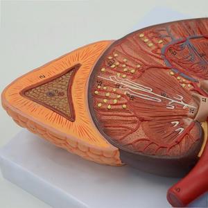 Mô hình thận phóng đại 3X với tuyến thượng thận-cho thấy vỏ thận, tủy, calyces, xương chậu, niệu quản & mạch máu - Product Image 2