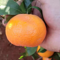 Penjualan Laris Harga Oranye Segar Buah Segar