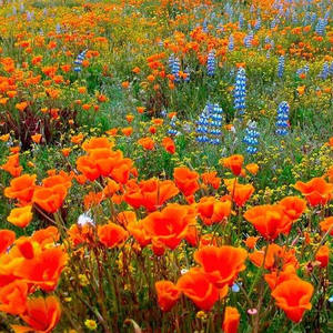 工場供給Eschscholzia Californicaパウダーカリフォルニアポピーエキス - Product Image 2