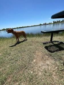 All'ingrosso prodotti per animali domestici intrecciati mani libere in esecuzione doppia spessa corda tattica Paracord guinzaglio cane - Product Image 3