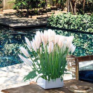 GardenersDream White Alba Cortaderia Selloana Pampas Grass <span class=keywords><strong>Pumila</strong></span>, plante d'extérieur durable à feuilles longues et éthérées, en pot de 9 cm - Product Image 3