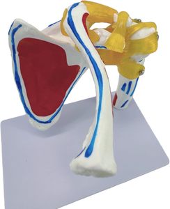 Modelo Esquelético de <span class=keywords><strong>Hombro</strong></span> para Ciencias Médicas con Músculos y Puntos de Origen, y Clavícula Experimental Yulin CE/ISO - Product Image 4