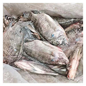 Tilapia Entera Congelada Cumple con la Cadena <span class=keywords><strong>de</strong></span> Frío <span class=keywords><strong>de</strong></span> Seguridad Alimentaria Internacional - Product Image 6