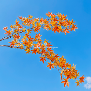 กิ่งเมเปิ้ลประดิษฐ์ที่เหมือนจริง ใบไม้สีส้มและสีเหลืองสดใสสำหรับตกแต่งในฤดูใบไม้ร่วงและงานต่างๆ - Product Image 5