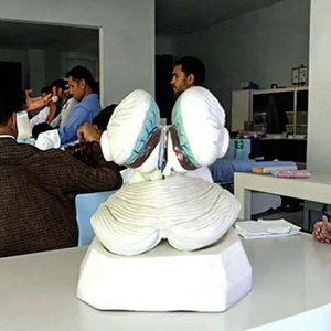 Modello Anatomico dell'Organo del Corpo Umano del Quarto Ventrice con Tessuto Coroidale e Plexo Coroidale per Formazione Medica - Product Image 1