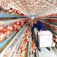 Cage à poules pondeuses de type A, cage à batterie galvanisée pour poules pondeuses, équipement d'élevage avicole, cage à poules automatique