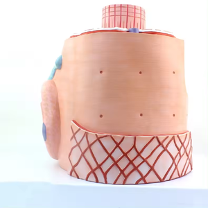 Équipement d'enseignement des sciences médicalesModèle de microanatomie de fibre musculaire <span class=keywords><strong>squelettique</strong></span> modèle de squelette humain modèle de muscle - Product Image 5