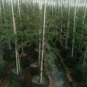 Varilla trepadora de frijoles de tomate de palo de soporte de planta de fibra de vidrio agrícola de alta calidad - Product Image 6