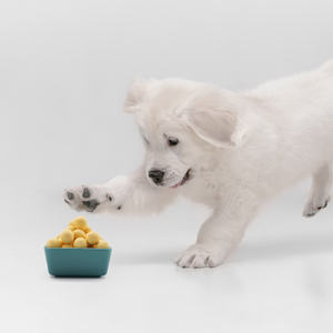 पालतू फ्रीज सूखे भोजन स्नैक फ्रीज-सूखे क्विल अंडे की योक पोषण प्रधान खाद्य साथी बिल्ली थोक का इलाज करता है - Product Image 4