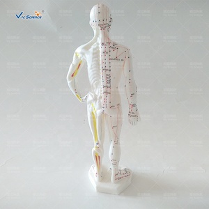 जीवन आकार एक्यूपंक्चर मॉडल सिर एक्यूपंक्चर मॉडल मानव शरीर एक्यूपंक्चर बिंदु - Product Image 6