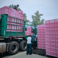 Cage de transport pour œufs de poulet, trous en plastique, caisses de transport pour œufs de poulet avec plateau à œufs, légères et durables