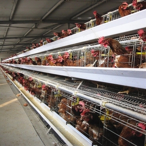 <span class=keywords><strong>Bebedero</strong></span> de niple para gallinas ponedoras, bandeja de huevos, jaula para gallinas ponedoras, sistema de recolección de huevos <span class=keywords><strong>antivuelco</strong></span> para granjas avícolas en venta - Product Image 1