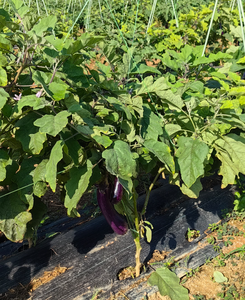 3.2オンス3.5オンス織り雑草マットガーデン造園生地ロール雑草ブロックガーデニングマット - Product Image 2