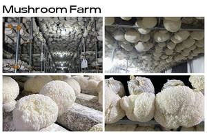 Bubuk ekstrak Jamur surai singa massal 35% Suplemen berbasis tanaman Glucan larut air - Product Image 5