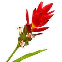 Einzelner Künstlicher Calla-Lilien-Anthurium-Zweig Tropische Blume mit Langem Stiel Großes Blatt Weiches PVC Umweltfreundliche Blumendekoration für Landschaftsgestaltung