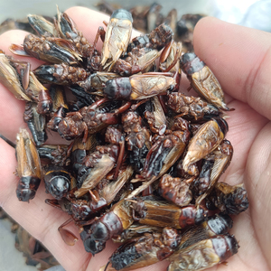 Bioforte Grillos Secos <span class=keywords><strong>de</strong></span> Teleogryllus Mitratus, Alimento <span class=keywords><strong>de</strong></span> Alta Proteína para Reptiles y Aves, Cría en Granja, para Hámsteres, Gecko Leopardo, Dragón Barbudo - Product Image 5